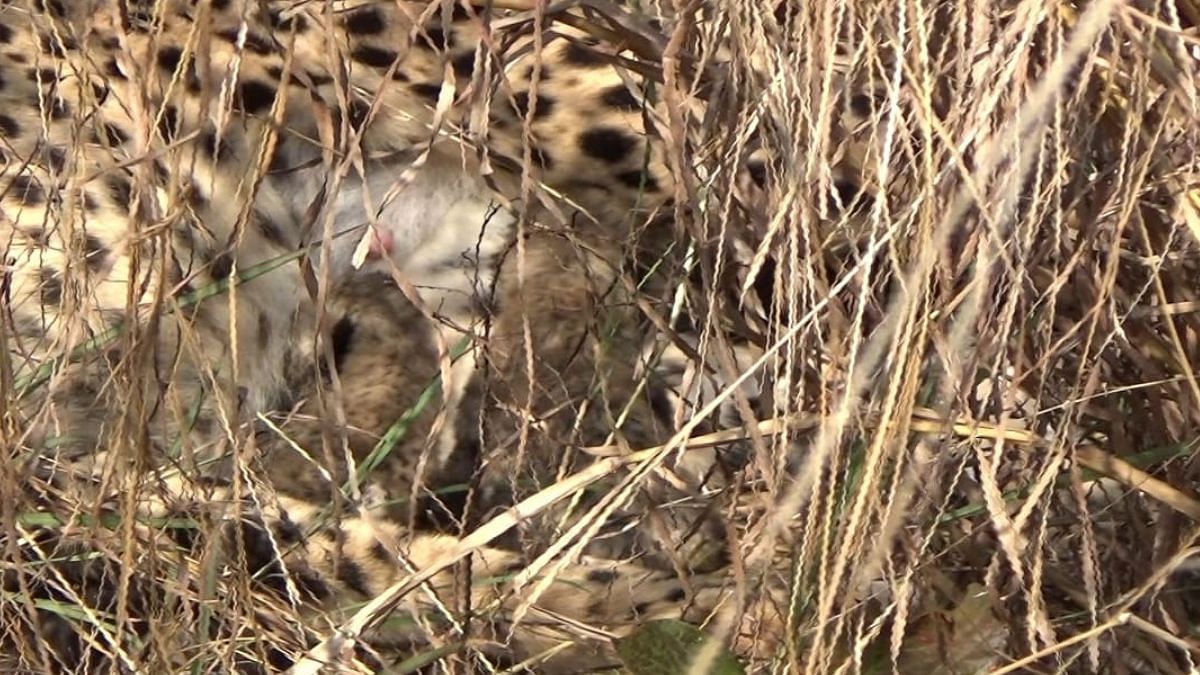 Three cubs born to cheetah Jwala at Kuno-Palpur National Park, total count reaches 20 