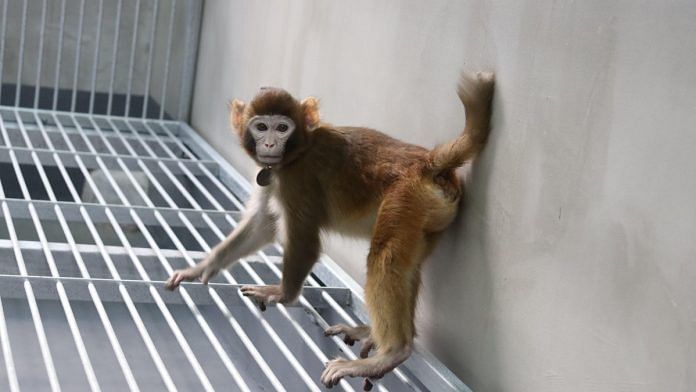 The somatic-cell-cloned rhesus monkey produced through trophoblast replacement, pictured at the age of 17 months | Credit: Zhaodi Liao et al., Nature Communications