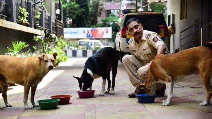 On a mission to save strays, Sudhir Kudalkar has become a social media darling with nearly 50,000 followers on Instagram | Special arrangement
