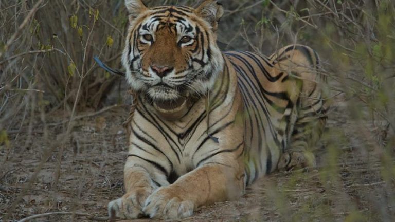 ‘First soldier of tiger conservation battle’ — an obituary for Sariska’s ST-2, India’s oldest tigress