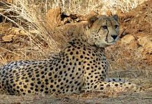 Namibian Cheetah in India | Representative image | ANI file photo