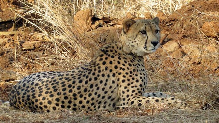 Namibian Cheetah in India | Representative image | ANI file photo
