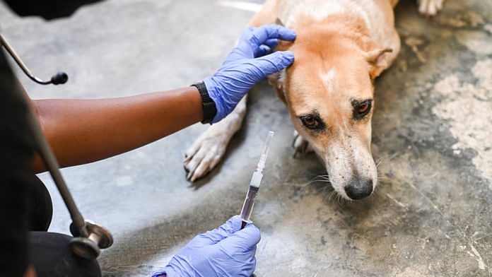 Representational image of a stray dog being vaccinated against rabies | Credit: RESQ CT
