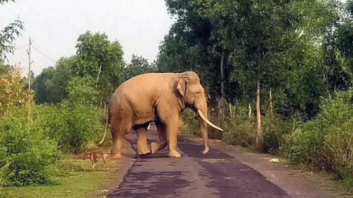 Representational photo of an elephant | ANI