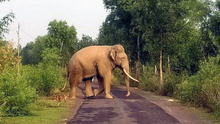 Hula parties not working well to drive away elephants. Local mobs taking over the effort