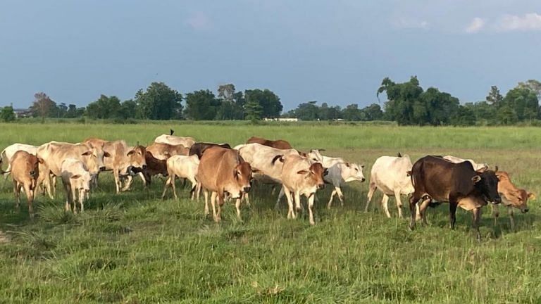 Reducing cattle is key to combat climate change. But you don’t have to say bye to beef