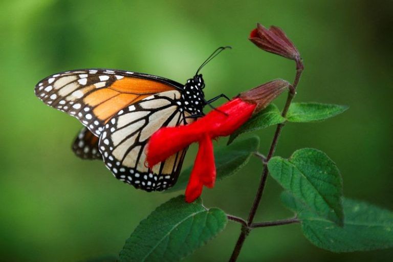 ‘A grim snapshot’: Monarch butterfly population in Mexico forests hit a record low