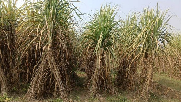 The Co-17018 variety of sugarcane | Photo: Ravinder Yadav