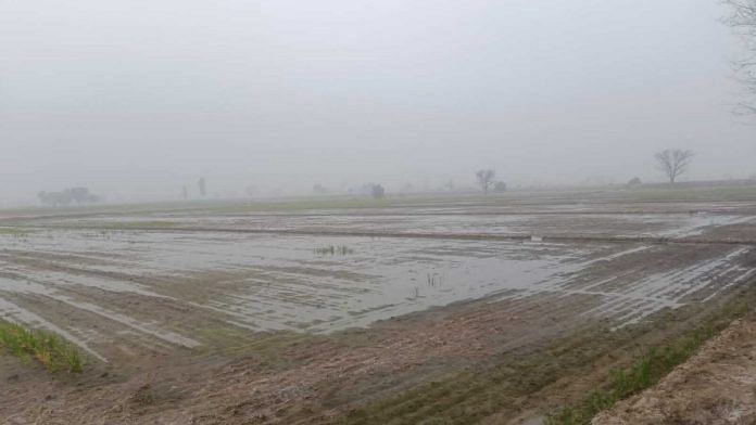 Waterlogged fields in Thuian village of Fatehabad | Image by special arrangement