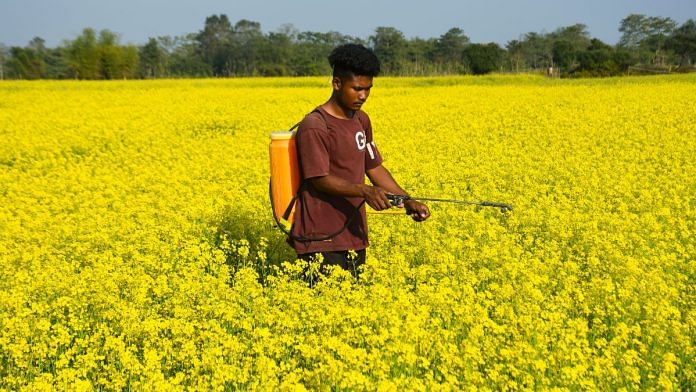 A farmer spraying pesticide on mustard crops. Mustard is one of the old seed crops to get a boost in this year’s Interim Budget. | ANI