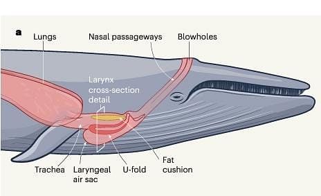 An illustration of thr throat structure of baleen whales | Source: Nature magazine