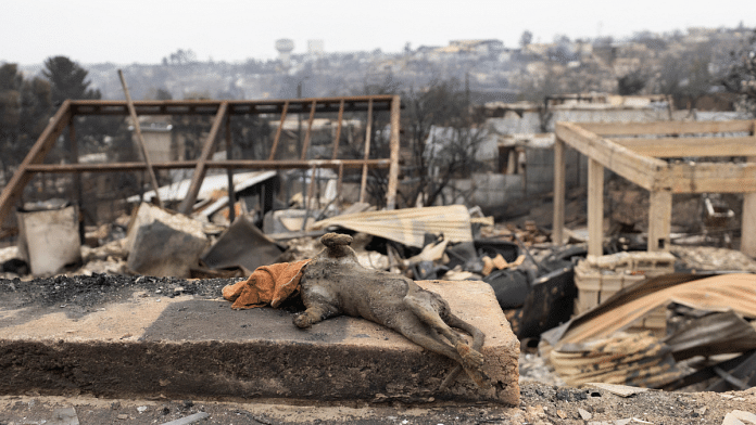 The body of a dead animal lies among the remains of a burned house, following the spread of wildfires in Vina del Mar, Chile, February 4, 2024. | Reuters