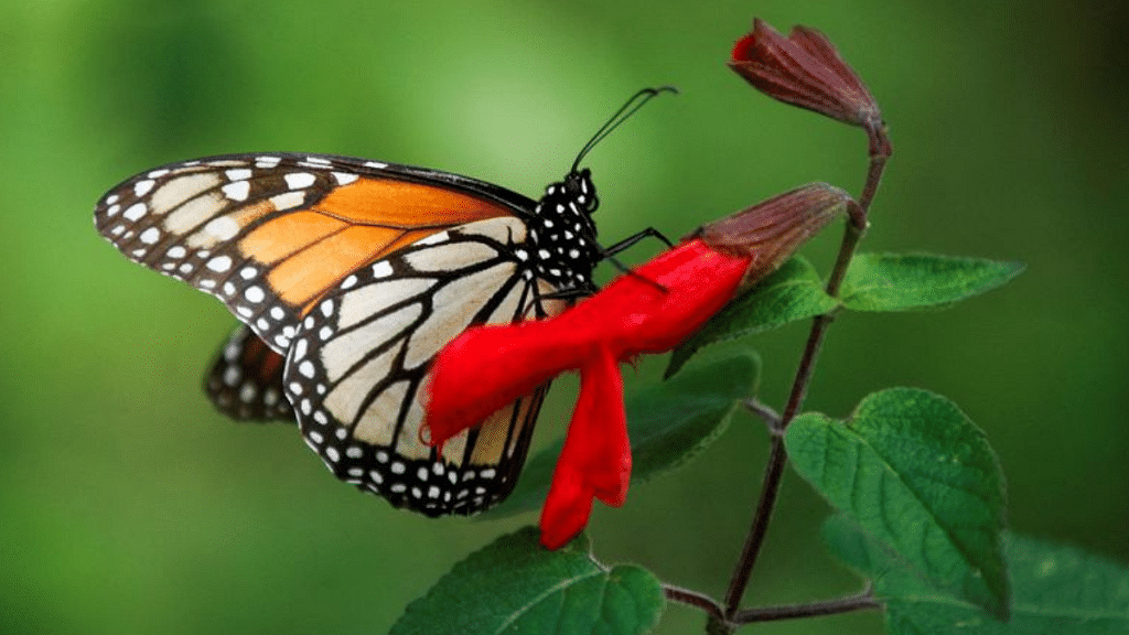 Las mariposas imitan los patrones de vuelo de las demás para escapar de los depredadores, según un estudio