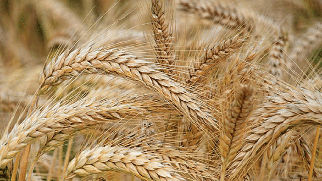 Representative image of wheat | ANI
