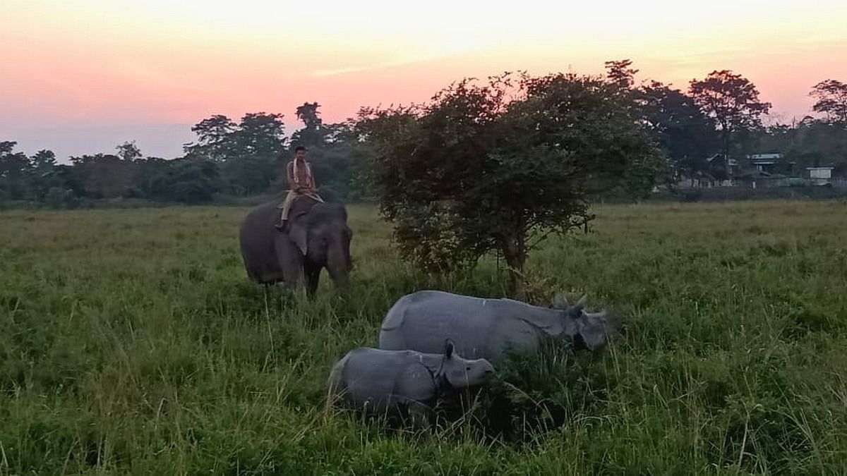 Assam’s Pobitora sanctuary slipped through cracks for 25 yrs. Now it’s rhino vs villagers