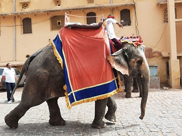 Retire Amer Fort Elephants and End Rides, Pleads World Animal Protection on Occasion of World Wildlife Day