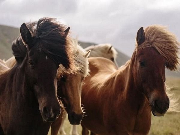 Organisers Confirm 205 Arabian Horses Will Participate In The 21St Edition  Of The Dubai International Arabian Horse Championship