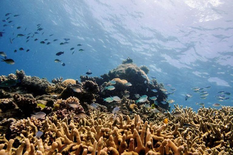 Australian scientists find coral bleaching in Great Barrier Reef's far ...