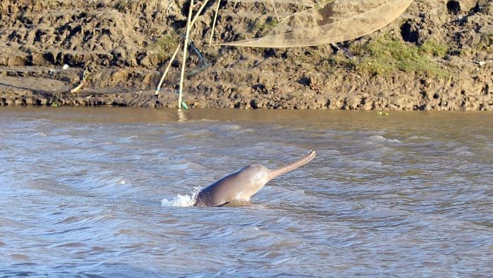 Representative image of a freshwater dolphin | Photo: ANI