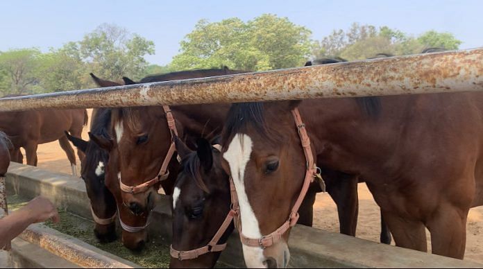 A group of horses drinking water at the stud farm | Photo: Antara Baruah/ThePrint