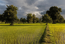 Green paddy fields | Representative image | Commons