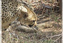 Female cheetah Gamini brought from Tswalu Kalahari Reserve, South Africa, gives birth to 5 cubs | Union Minister Bhupender Yadav | X/(formerly Twitter)