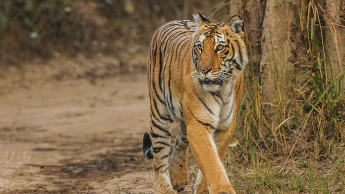 A Bengal tiger at Jim Corbett | Commons