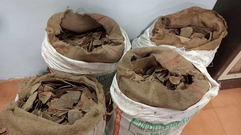 Mizoram excise officials seize 98 kg of pangolin scales, was ‘being passed off as smoked pork’