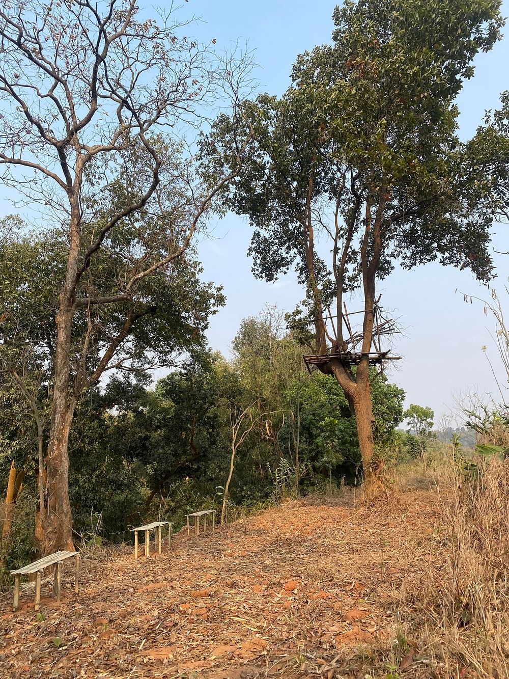 The elephant trail inside the Farm Learning Centre, where elephants come to feed on bamboo planted by the green commandos | Gitanjali Das | ThePrint
