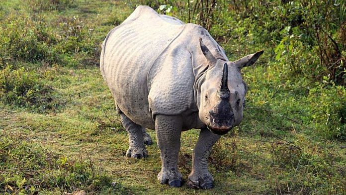 File photo of one-horned rhino | Commons