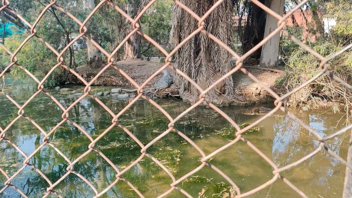 A marsh crocodile in Patiala's Moti Bagh Zoo | Akanksha Mishra | ThePrint