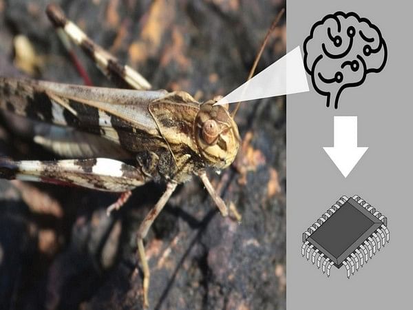 Researchers develop low-power artificial neurons mimicking locust brains for obstacle detection