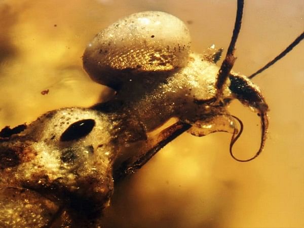 99 million-year-old amber yields fossil surprise