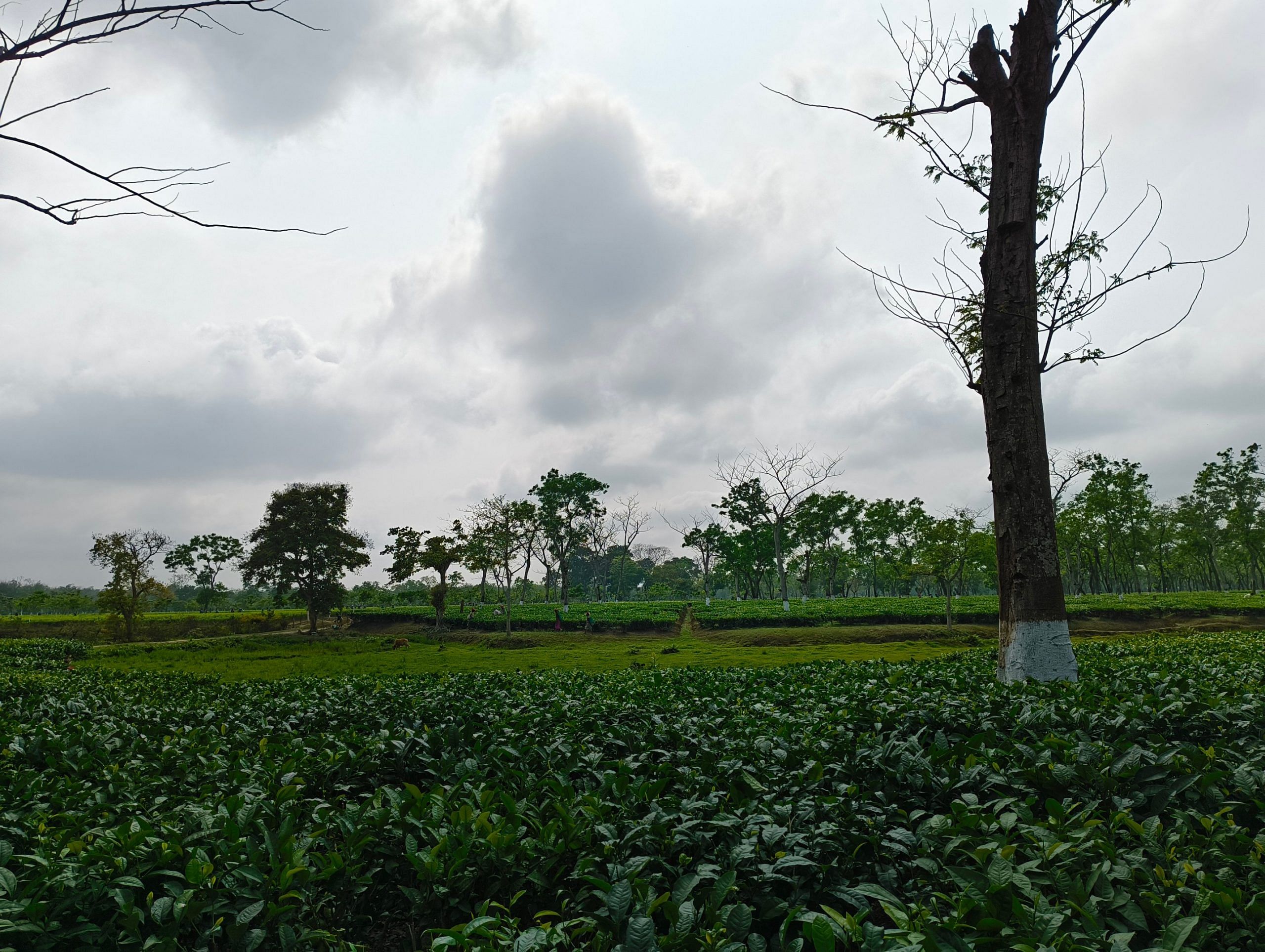 A sprawling tea garden | Sourav Roy Barman | ThePrint