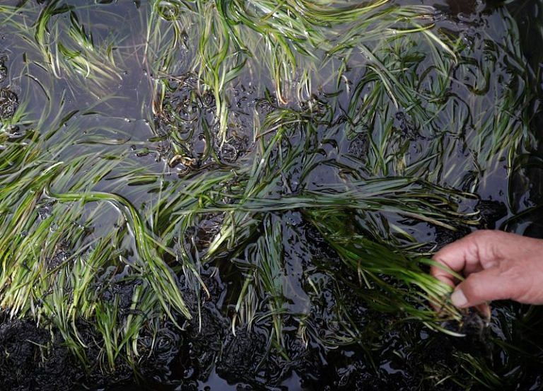 Amidst climate change, Japan moves towards seagrass for carbon capture