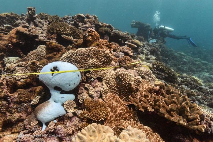 Coral bleaching afflicts most of Australia's Great Barrier Reef, report ...