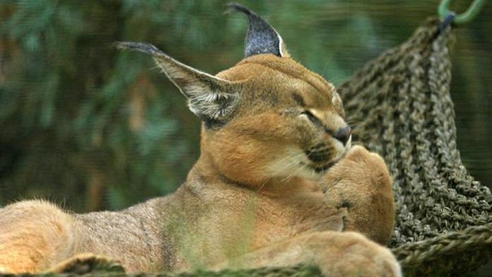 File photo of a Caracal | Commons