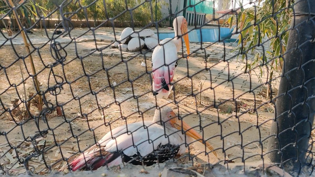 Two endangered painted storks in their enclosure at Patiala's Bir Moti Bagh Zoo | Akanksha Mishra | ThePrint