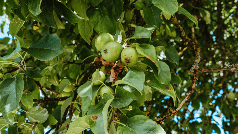 How guava ‘orchard owners’ & Punjab officials ‘siphoned off Rs 147 crore’ in compensation