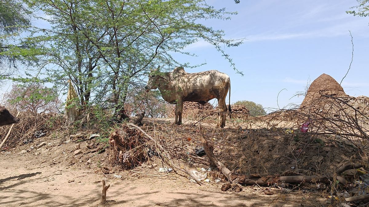 Bull grazing on a mound in Rakhigarhi | Krishan Murari, ThePrint