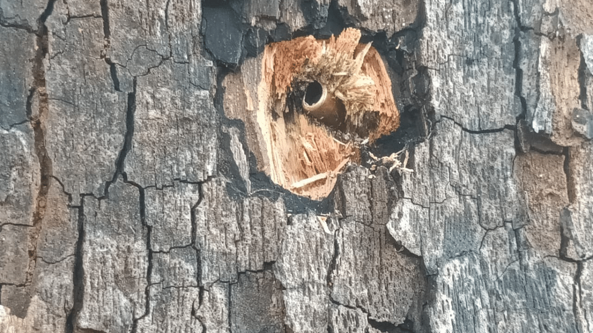 A bullet lodged in a tree after security personnel and Maoists exchanged gunfire at Kanker | By Special Arrangement