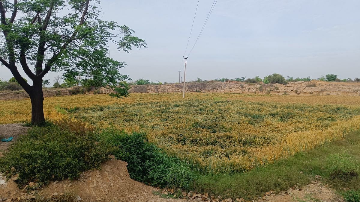 Archaeological mound at Balu is converted into an agricultural field. Now farmers cultivate wheat here | Photo: Krishan Murari/ThePrint