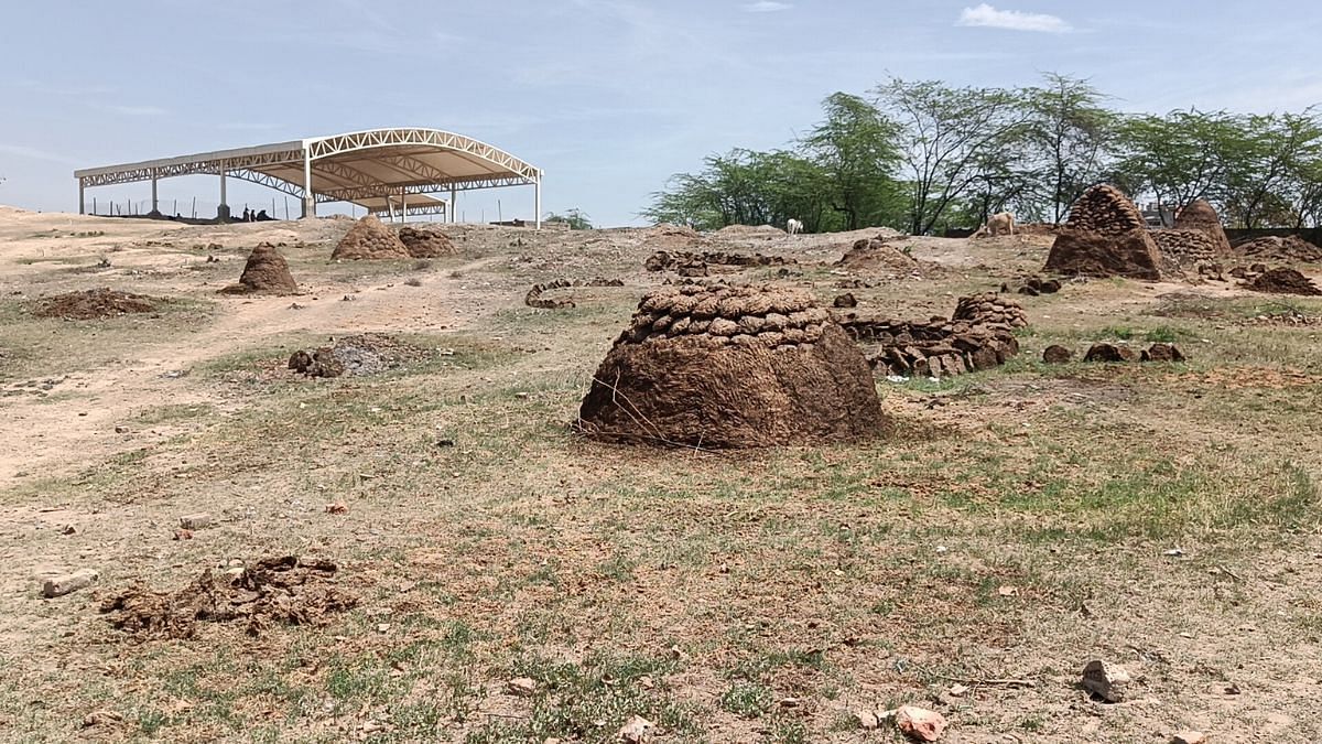 A heap of cow dung at the Rakhigarhi archaeological site. It disappoints the visitors | Photo: Krishan Murari/ThePrint