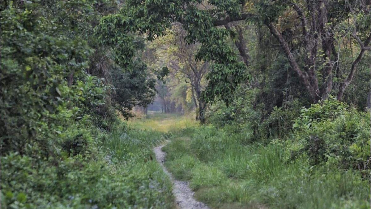 On the way to Bharthapur, through the jungle | Praveen Jain | ThePrint