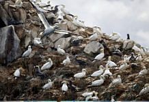 A view shows the colony of northern gannets on the Rouzic island of the Sept-Iles archipelago, a bird reserve affected by a severe epidemic of bird flu in France | Representative Image | Reuters/Stephane Mahe