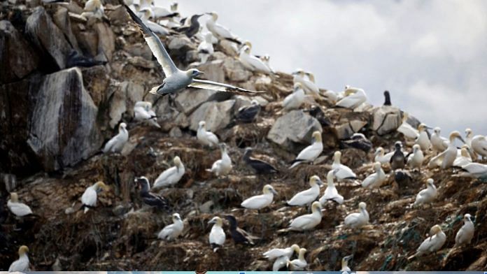 A view shows the colony of northern gannets on the Rouzic island of the Sept-Iles archipelago, a bird reserve affected by a severe epidemic of bird flu in France | Representative Image | Reuters/Stephane Mahe