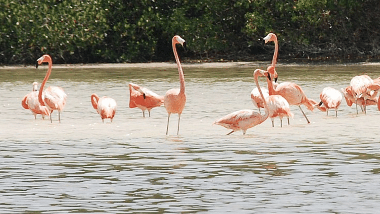 East Africa’s rising ‘soda lakes’ are threatening its iconic pink flamingos