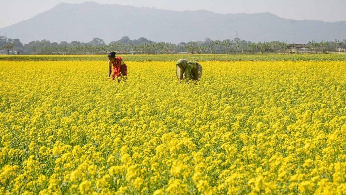A mustard field in Assam | Representational image | ANI