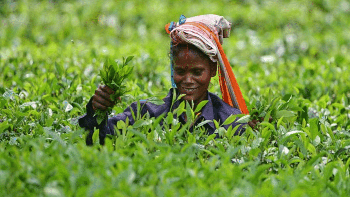 A female plantation worker plucking tender tea leaves | File Photo | ANI