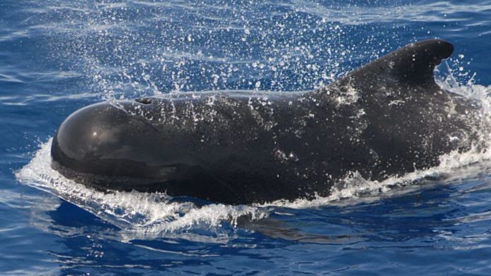 A dolphin near Funchal, Portugal | Commons